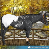 Horse Color:Black Appaloosa 