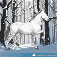 Horse Color:Brown Sabino Splash Appaloosa 