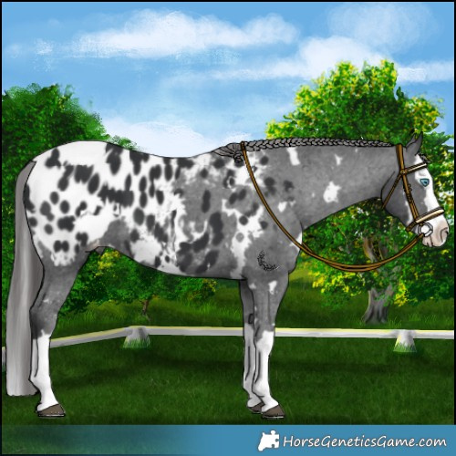 Horse Color:White Spotted Black Splash Appaloosa 