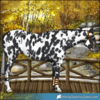 Horse Color:White Spotted Black Appaloosa