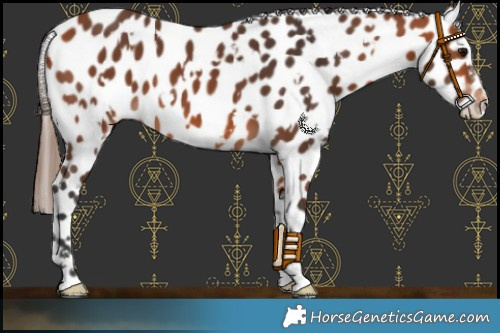 Horse Color:White Spotted Bay Leopard