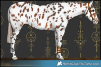 Horse Color:White Spotted Bay Leopard 