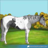 Horse Color:Black Tobiano 