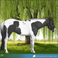 Horse Color:Black Tobiano 