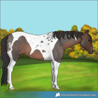 Horse Color:Brown Roan Tobiano 