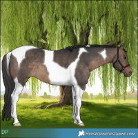 Horse Color:Brown Dun Tobiano 