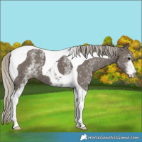 Horse Color:White Spotted Silver Smoky Black Tobiano 