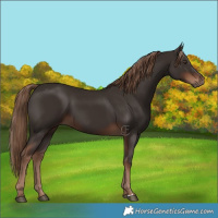 Horse Color:Liver Chestnut 