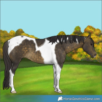 Horse Color:Buckskin Tobiano 