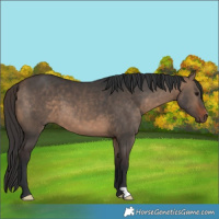 Horse Color:Bay Dun 