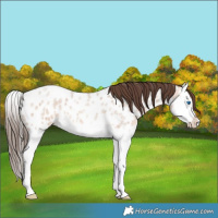 Horse Color:Amber Champagne Roan Splash Near Leopard