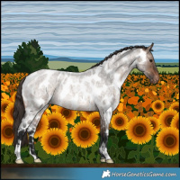 Horse Color:Brown Roan Dun Near Leopard Rabicano