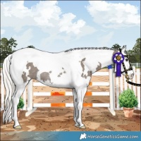 Horse Color:White Spotted Silver Smoky Grullo Splash Tobiano Rabicano 