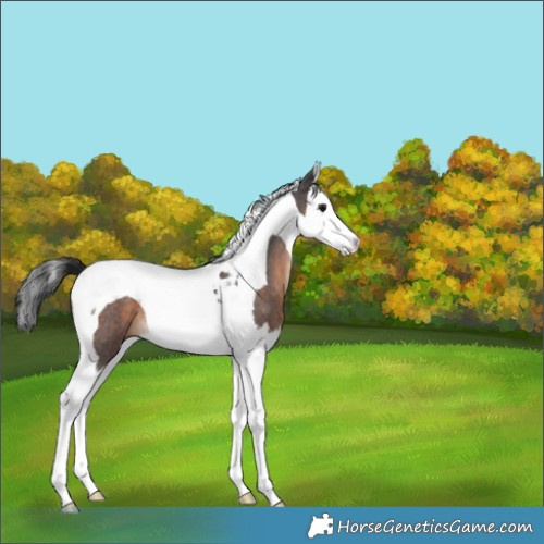 Horse Color:Brown Roan Splash Tobiano 