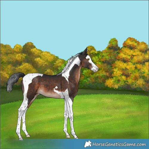 Horse Color:Brown Splash Tobiano 