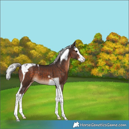 Horse Color:Silver Brown Splash Tobiano 