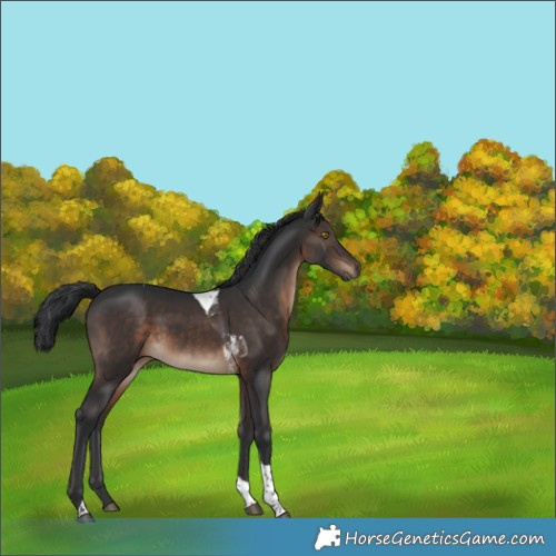Horse Color:Brown Tobiano 