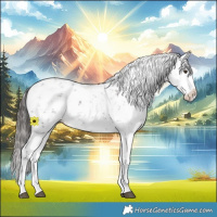 Horse Color:Liver Chestnut Sabino Splash Appaloosa 