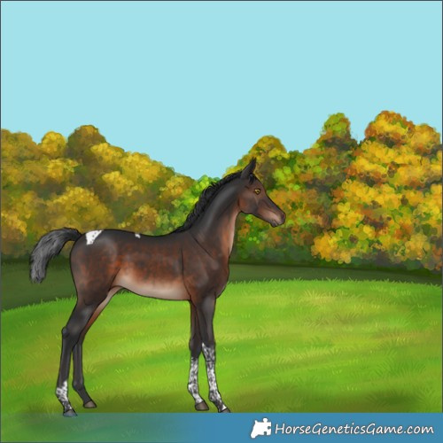 Horse Color:Brown Tobiano 