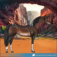 Horse Color:Brown Tobiano 