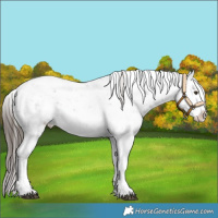 Horse Color:Liver Chestnut Sabino Splash Snowflake Varnish