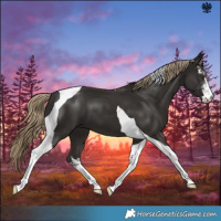 Horse Color:White Spotted Liver Chestnut Tobiano 