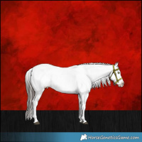 Horse Color:Liver Chestnut Sabino Splash Appaloosa 