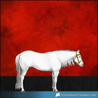 Horse Color:Liver Chestnut Sabino Splash Appaloosa 