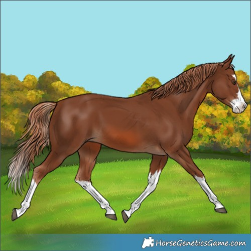 Horse Color:Unknown 