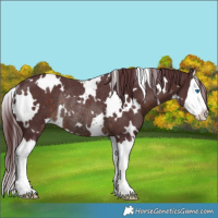 Horse Color:White Spotted Chocolate Brown Splash Rabicano