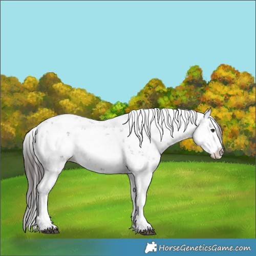 Horse Color:Liver Chestnut Sabino Splash Appaloosa 