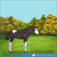 Horse Color:Liver Chestnut Sabino Splash Appaloosa 