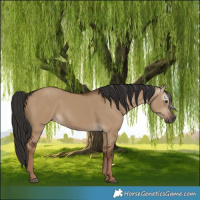 Horse Color:Gray Liver Red Dun