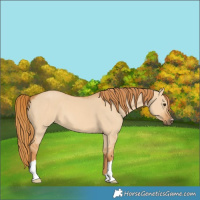 Horse Color:Red Dun 