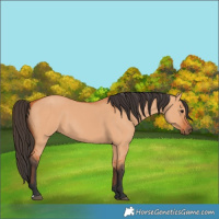 Horse Color:Bay Dun 