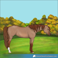 Horse Color:Red Dun 