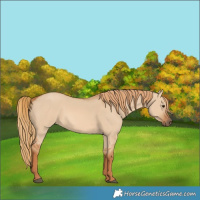 Horse Color:Red Dun 