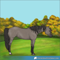 Horse Color:Smoky Grullo 