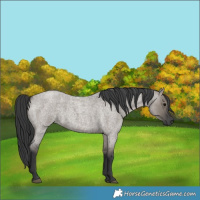 Horse Color:Grullo Roan 