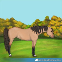 Horse Color:Bay Dun 