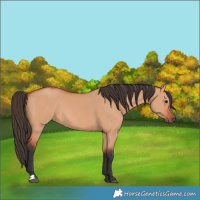 Horse Color:Bay Dun 