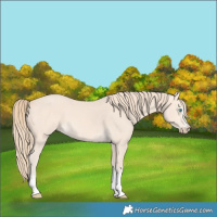 Horse Color:Perlino 