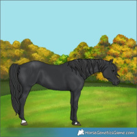 Horse Color:Black 