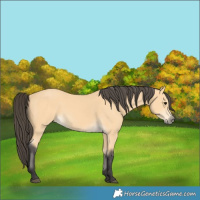 Horse Color:Buckskin 