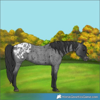 Horse Color:Blue Roan Appaloosa