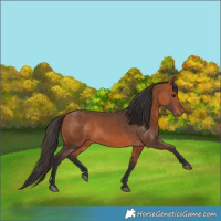 Horse Color:Bay 