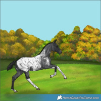 Horse Color:Blue Roan Tobiano Appaloosa 