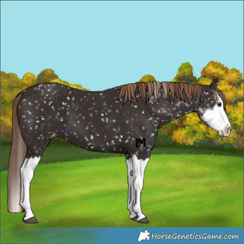 Horse Color:Liver Chestnut Sabino Splash Appaloosa 