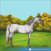 Horse Color:Silver Blue Roan 