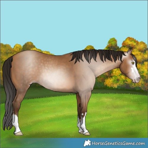 Horse Color:Gray Amber Champagne